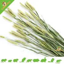 Pet Bouquet Harvest Wheat Field