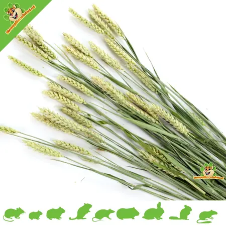 Esve Pet Bouquet Harvest Wheat Field
