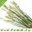 Esve Pet Bouquet Harvest Wheat Field
