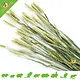 Esve Pet Bouquet Ernte Weizenfeld