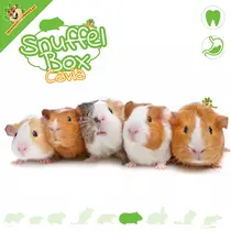 Sniffing Box Guinea Pig #11