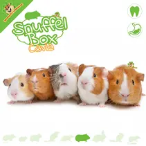 Sniffing Box Guinea Pig #11