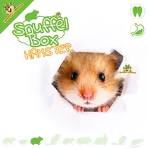 Sniffing box Golden hamster #11