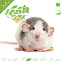 Sniffing Box Rat #10