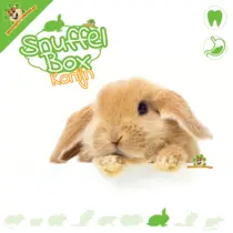 Rabbit Snuffle Box #11