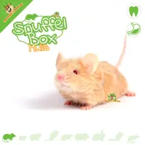 Sniffing Box Mouse #04