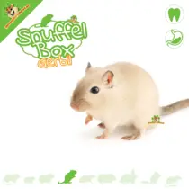 Sniffing box Gerbil #05