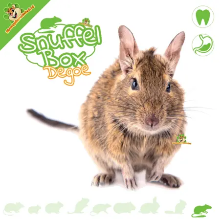 Knaagdierwinkel® Boîte à renifler Degu #06