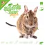 Knaagdierwinkel® Schnüffelbox Degu #07