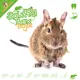 Knaagdierwinkel® Boîte à renifler Degu #06