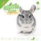 Knaagdierwinkel® Snuffelbox Chinchilla #08
