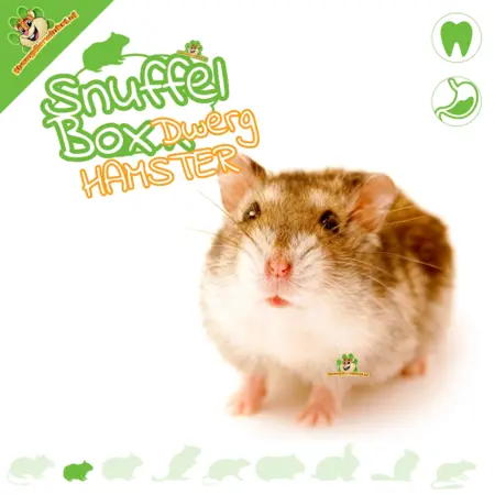 Knaagdierwinkel® Sniffing Box Dwarf Hamster #14