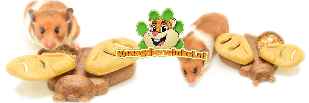 żerujący chomik zabawkowy