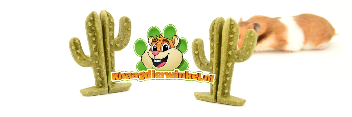 chomik chomiki drzewa kaktusy