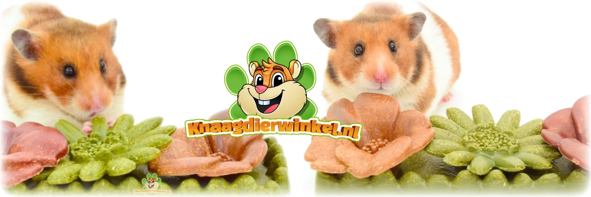 chomik kwiaty chomik