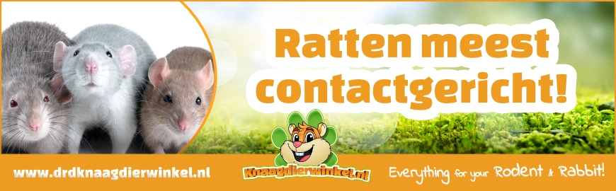 De meest contactgerichte knaagdieren: Tamme Ratten en Dwergratten