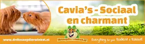 De sociale charme van de cavia – kleine praters met een groot hart!