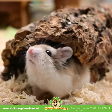 Trixie Korktunnel M & L für Hamster- und Rennmaus-Gartengestaltung