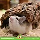 Trixie Korktunnel M & L für Hamster- und Rennmaus-Gartengestaltung