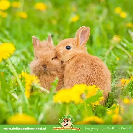 Knaagdier Kruidenier Hierba y flores de diente de león secas 100 gramos
