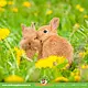 Knaagdier Kruidenier Paardenbloemkruid & Bloemen 100 gram