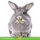 JR Farm Alimento Dille Oogst sin cereales para roedores y conejos