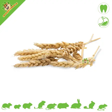 JR Farm Knabbel Aren Mix Wheat Ears 30 grams