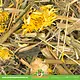 JR Farm Hierbas de alcachofa de Jerusalén 150 gramos