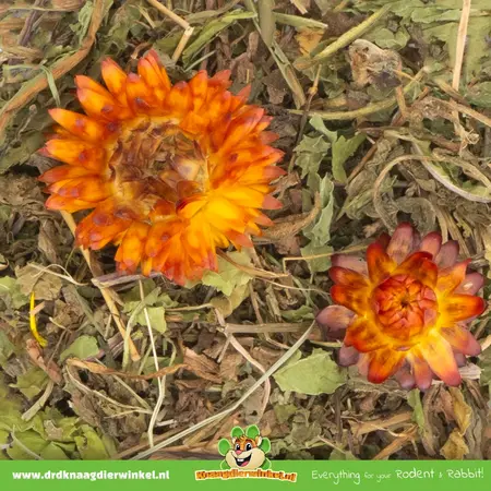 JR Farm Digestion du carvi et du pissenlit Grainless Plus