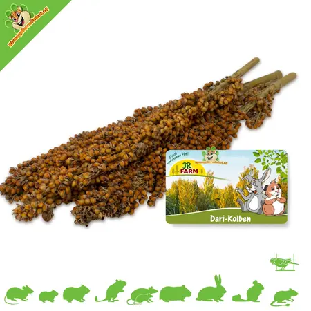 JR Farm Dari Kolf Harvest