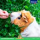 Vitakraft Lofty's für Nagetiere und Kaninchen