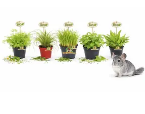 Verse Chinchilla Kruiden