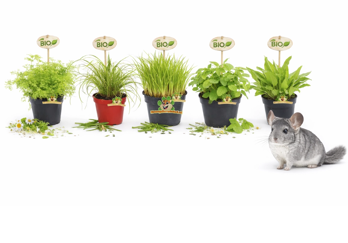 fresh plants and herbs for chinchillas