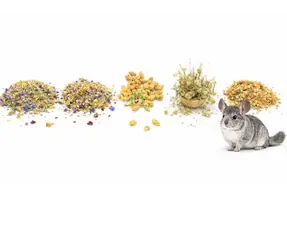 Flores de chinchilla secas