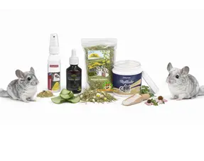 Chinchilla Gezondheid