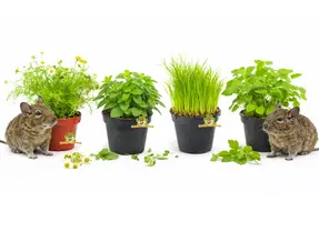 Frische Degu-Kräuter