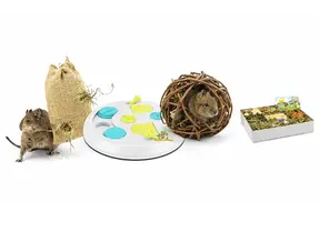 Degu bawią się i żerują