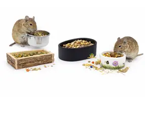 Miski do karmienia Degu