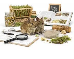 Degu-Informationen