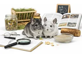 Informations sur les chinchillas