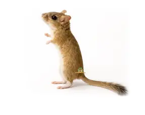 Perzische Gerbil informatie