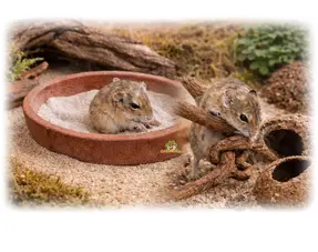 Gerbil verblijf inrichting keuzehulp