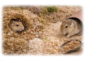 Gerbil Bodembedekking Keuzehulp