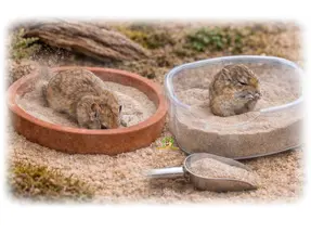 Gerbil sand bath & sandbox selection guide