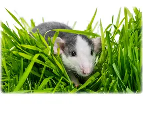 Cubo excavador para ratas