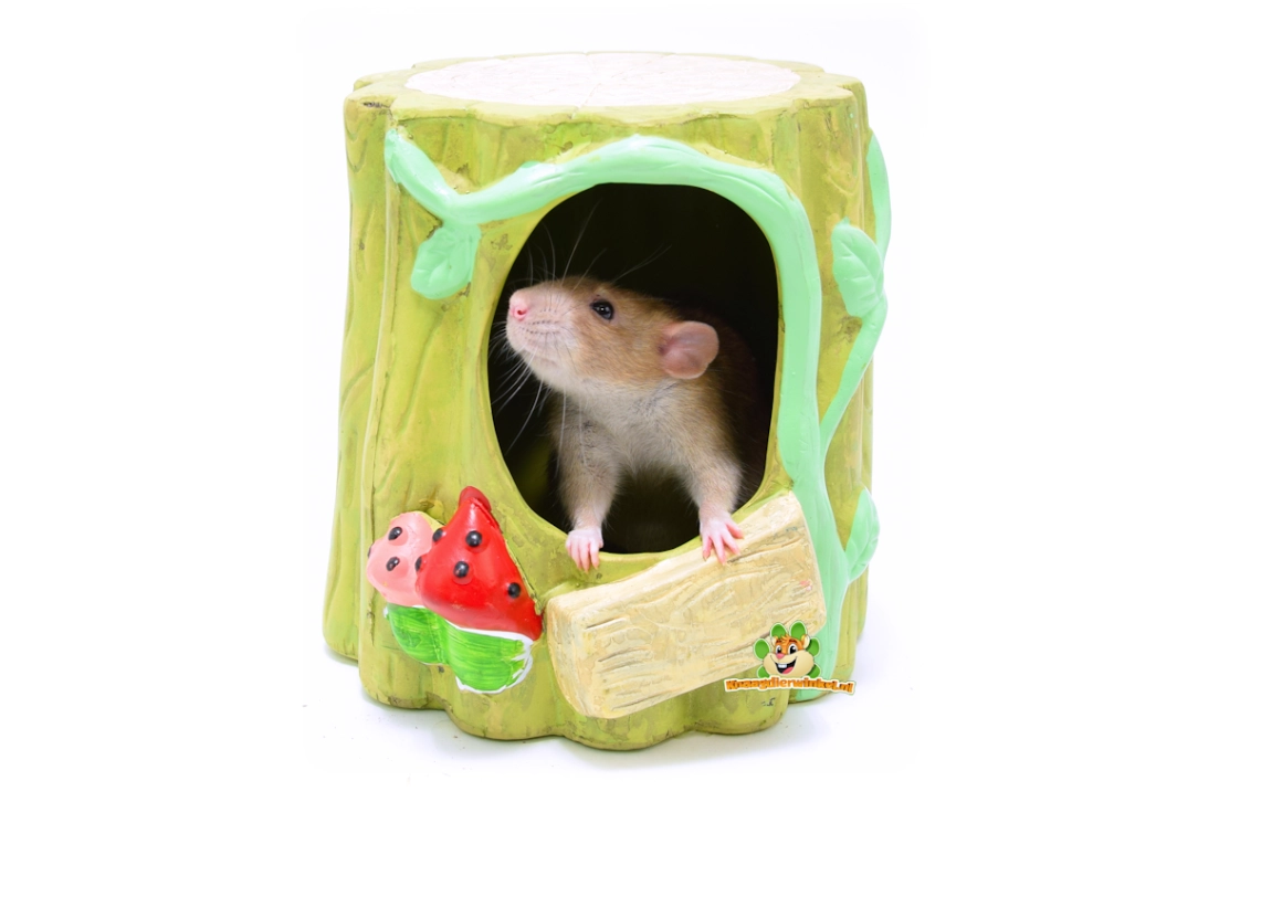 Szczur domowy – zwierzę stadne, lubiące się chować i spać razem