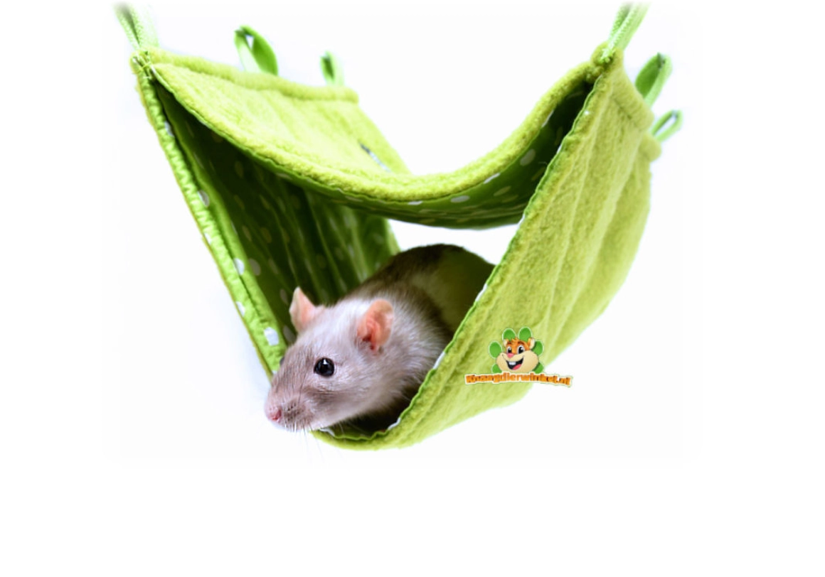 Un rat dans un hamac – les rats sociaux aiment dormir ensemble et en hauteur dans la cage