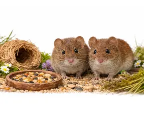 Vole Information