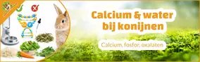Calcium, fosfor, oxalaten en water bij konijnen