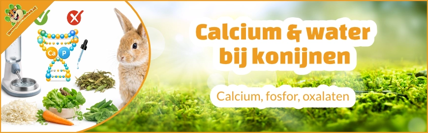 Calcium, fosfor, oxalaten en water bij konijnen
